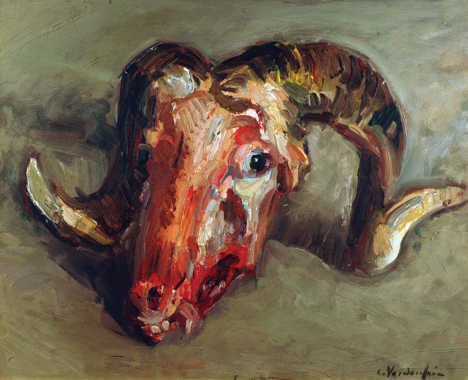 Cranio di capra