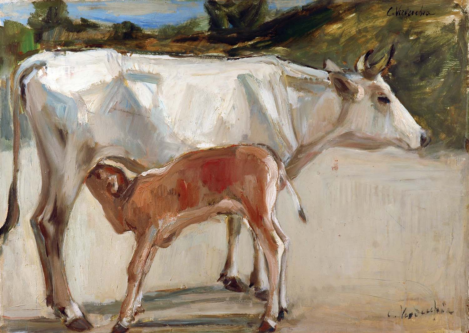 Mucca che allatta il vitellino