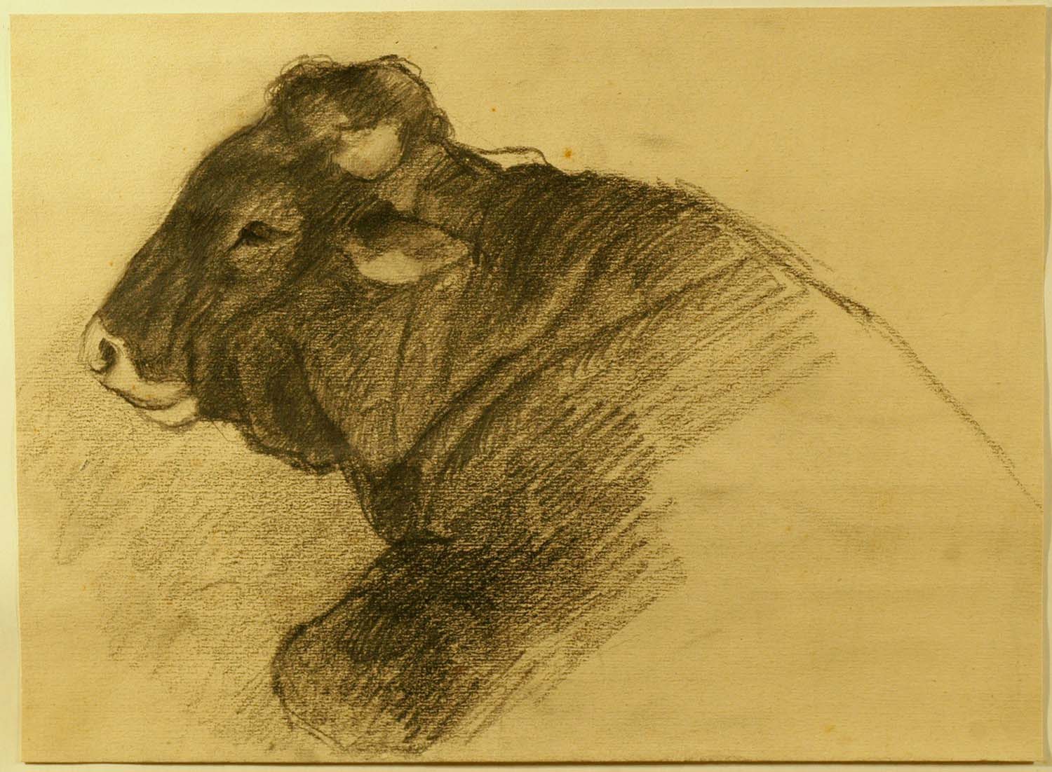 Mucca